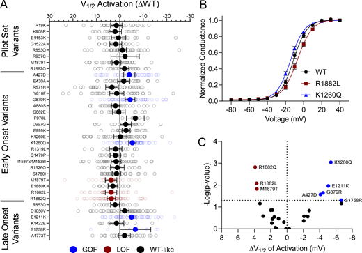 NaV1.2 variants alter voltage-dependence of activation. (A) Average deviation from WT NaV1.2A for V½ of activation (in mV). Data are plotted as mean ± 95% CI. (B) GV curves showing a GoF (K1260Q) and a LoF (R1882L) variant. Data are plotted as mean ± SEM. (C) Volcano plot highlighting variants significantly different from WT. Red symbols denote LoF and blue symbols denote GoF variants classified based on activation voltage dependence significantly different from WT channels (n = 5–58). Data were collected from two to four separate 384-well automated patch clamp experiments, and statistical comparisons were performed using a Kruskal–Wallis test followed by Dunn’s post-hoc test for multiple comparisons. Exact P values are presented in Tables S3 and S4.