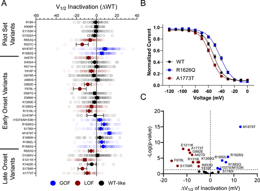NaV1.2 variants alter voltage dependence of inactivation. (A) Average deviation from WT NaV1.2A for V½ of inactivation (in mV). Data are plotted as mean ± 95% CI. (B) Steady-state inactivation curves showing a GoF (R1626Q) and a LoF (A1773T) variant. Data are plotted as mean ± SEM. (C) Volcano plot highlighting variants significantly different from WT. Red symbols denote LoF and blue symbols denote GoF variants classified based upon inactivation voltage-dependent significantly different from WT channels (n = 8–122). Data were collected from two to four separate 384-well automated patch clamp experiments, and statistical comparisons were performed using a Kruskal–Wallis test followed by Dunn’s post-hoc test for multiple comparisons. Exact P values are presented in Tables S3 and S4.
