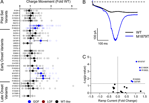 NaV1.2 variants alter inactivation ramp currents. (A) Average deviation of ramp currents from WT NaV1.2A for disease-associated variants. Data are plotted as mean ± 95% CI. (B) Average traces for WT NaV1.2A and a GOF variant, M1879T. (C) Volcano plot highlighting variants significantly different from WT. Red symbols denote LoF and blue symbols denote GoF variants classified based upon ramp currents significantly different from WT channels (n = 5–45). Data were collected from two to four separate 384-well automated patch clamp experiments, and statistical comparisons were performed using a Kruskal–Wallis test followed by Dunn’s post-hoc test for multiple comparisons. Exact P values are presented in Tables S3 and S4.