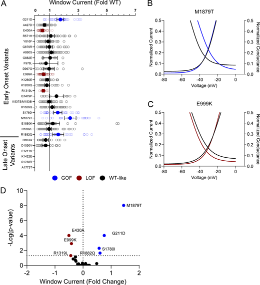 Disease-associated variants affect neonatal NaV1.2 affect window current. (A) Average deviation from WT NaV1.2N for the window current area. Data are plotted as mean ± 95% CI. (B and C) Boltzmann fit lines of representative variants showing (B) GoF; M1879T or (C) LoF; E999K window current respective to WT. (D) Volcano plot highlighting variants significantly different from WT. Red symbols and lines denote LoF and blue symbols and lines denote GoF with P < 0.05 (n = 5–59). Data were collected from two to four separate 384-well automated patch clamp experiments, and statistical comparisons were performed using a Kruskal–Wallis test followed by Dunn’s post-hoc test for multiple comparisons. Exact P values are presented in Table S5.