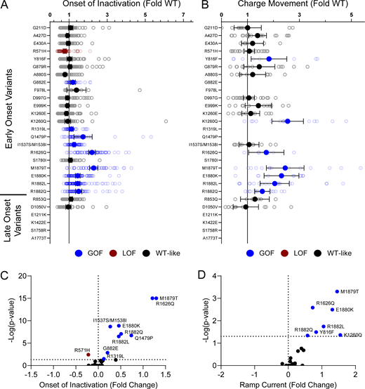 Disease-associated variants affect neonatal NaV1.2 affect inactivation time constants and ramp currents. (A and B) Average deviation of (A) inactivation time constant (τ) and (B) ramp currents from neonatal WT NaV1.2N for epilepsy associated variants. Data are plotted as mean ± 95% CI. Red symbols denote LoF and blue symbols denote GoF with P < 0.05 (n = 6–101). Data were collected from two to four separate 384-well automated patch clamp experiments, and statistical comparisons were performed using a Kruskal–Wallis test followed by Dunn’s post-hoc test for multiple comparisons. Exact P values are presented in Table S5.