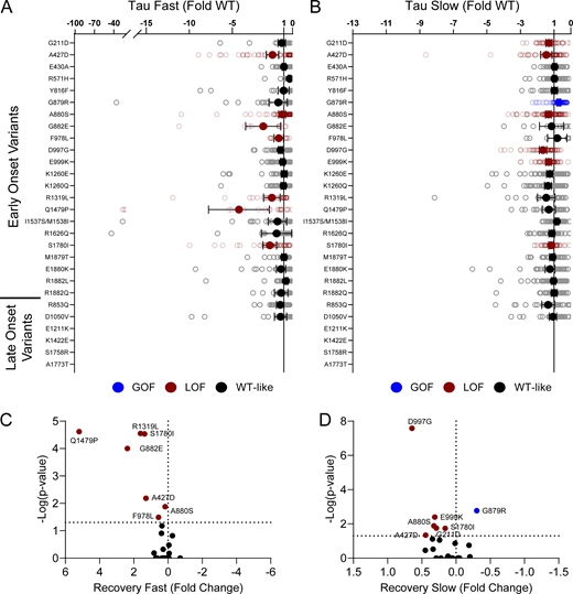 Disease-associated variants affect neonatal NaV1.2 affect recovery from inactivation. (A and B) Average deviation from neonatal WT NaV1.2N for the (A) fast and (B) slow time constants of recovery from inactivation. Data are plotted as mean ± 95% CI. (C and D) Volcano plots highlighting variants significantly different from WT for (C) fast and (D) slow time constants of recovery from inactivation. Red symbols denote LoF and blue symbols denote GoF with P < 0.05 (n = 12–84). Data were collected from two to four separate 384-well automated patch clamp experiments, and statistical comparisons were performed using a Kruskal–Wallis test followed by Dunn’s post-hoc test for multiple comparisons. Exact P values are presented in Table S5. Refer to the image caption for details.