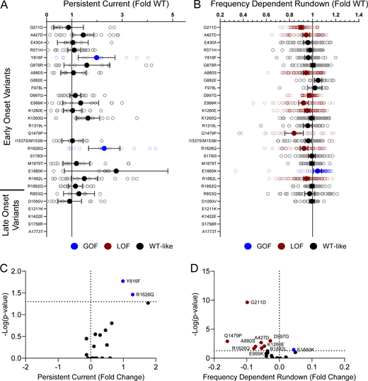 Disease-associated variants affect neonatal NaV1.2 affect persistent current and frequency-dependent channel rundown. (A and B) Average deviation from neonatal WT NaV1.2N for (A) persistent sodium current and (B) frequency-dependent channel rundown at 20 Hz. Data are plotted as mean ± 95% CI. (C and D) Volcano plots highlighting variants significantly different from WT for (C) persistent current and (D) frequency-dependent rundown. Red symbols denote LoF and blue symbols denote GoF with P < 0.05 (n = 6–88). Data were collected from two to four separate 384-well automated patch clamp experiments, and statistical comparisons were performed using a Kruskal–Wallis test followed by Dunn’s post-hoc test for multiple comparisons. Exact P values are presented in Table S5.