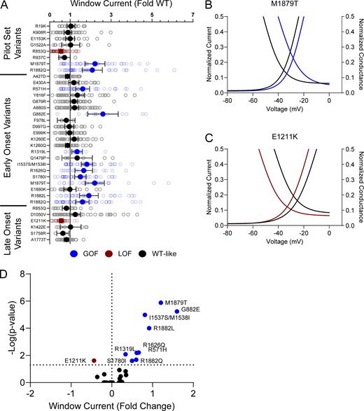 NaV1.2 variants affect window current. (A) Average deviation from WT NaV1.2A for the window current area. Boltzmann fit lines of representative variants showing. Data are plotted as mean ± 95% CI. (B and C) GoF; M1879T (B) or LoF; E1211K (C) window current respective to WT. (D) Volcano plot highlighting variants significantly different from WT. Red symbols and lines denote LoF and blue symbols and lines denote GoF with P < 0.05 (n = 5–57). Data were collected from two to four separate 384-well automated patch clamp experiments, and statistical comparisons were performed using a Kruskal–Wallis test followed by Dunn’s post-hoc test for multiple comparisons. Exact P values are presented in Tables S3 and S4. Refer to the image caption for details.