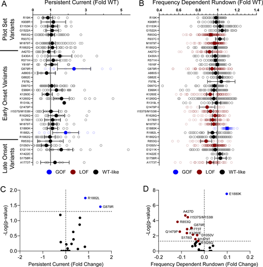 NaV1.2 variants affect channel inactivation. (A and B) Average deviation from WT NaV1.2A for (A) persistent current and (B) frequency-dependent channel rundown at 20 Hz. Data are plotted as mean ± 95% CI. (C and D) Volcano plots highlighting variants significantly different from WT for (C) persistent current and (D) frequency-dependent rundown. Red symbols denote LoF and blue symbols denote GoF with P < 0.05 (n = 5–103). Data were collected from two to four separate 384-well automated patch clamp experiments, and statistical comparisons were performed using a Kruskal–Wallis test followed by Dunn’s post-hoc test for multiple comparisons. Exact P values are presented in Tables S3 and S4.