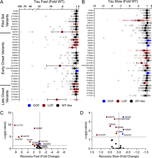 NaV1.2 variants affect recovery from inactivation. (A and B) Average deviation from WT NaV1.2A for the (A) fast and (B) slow time constants of recovery from inactivation. (C and D) Volcano plots highlighting variants significantly different from WT for (C) fast and (D) slow time constants of recovery from inactivation. Red symbols denote LoF and blue symbols denote GoF with P < 0.05 (n = 13–97). Data were collected from two to four separate 384-well automated patch clamp experiments, and statistical comparisons were performed using a Kruskal–Wallis test followed by Dunn’s post-hoc test for multiple comparisons. Exact P values are presented in Tables S3 and S4.