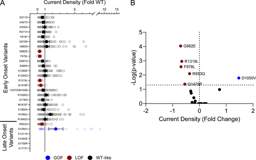Disease-associated variants affect neonatal NaV1.2 whole-cell currents. (A) Average deviation of whole-cell sodium current density from neonatal WT NaV1.2N for epilepsy-associated variants. Data are plotted as mean ± 95% CI. (B) Volcano plot highlighting variants significantly different from WT. Red symbols denote LoF and blue symbols denote GoF with P < 0.05 (n = 9–76). Data were collected from two to four separate 384-well automated patch clamp experiments, and statistical comparisons were performed using a Kruskal–Wallis test followed by Dunn’s post-hoc test for multiple comparisons. Exact P values are presented in Table S5.