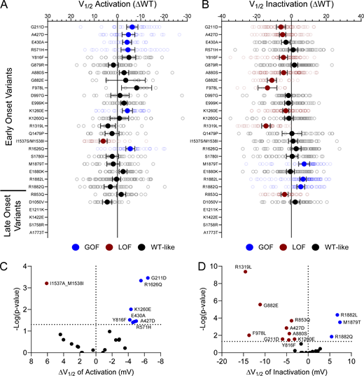 Disease-associated variants affect neonatal NaV1.2 voltage-dependence of activation and inactivation. (A and B) Average deviation from neonatal WT NaV1.2N for V1/2 of (A) activation and (B) steady-state inactivation (in mV). Data are plotted as mean ± 95% CI. (C and D) Volcano plots highlighting variants significantly different from WT for voltage dependence of (C) activation and (D) inactivation. Red symbols denote LoF and blue symbols denote GoF with P < 0.05 (n = 7–95). Data were collected from two to four separate 384-well automated patch clamp experiments, and statistical comparisons were performed using a Kruskal–Wallis test followed by Dunn’s post-hoc test for multiple comparisons. Exact P values are presented in Table S5. Refer to the image caption for details.
