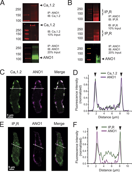 ANO1, CaV1.2, and IP3R colocalize in peripheral coupling sites to form signaling complexes. (A and B) Co-IP of CaV1.2 or IP3R with ANO1 from lysates of the pulmonary artery from wild-type mice. Pulldown was carried out with anti-ANO1 antibody and then probed by Western blot with anti-CaV1.2, anti-IP3R, or anti-ANO1 antibodies. Five to six mouse tissues per experiment, each ran in triplicates. (C and D) Freshly isolated PASMCs from wild-type mice were immunolabeled for ANO1 and CaV1.2 (C) or ANO1 and IP3R (D). All three proteins were preferentially localized to the periphery of the cells. (D and F) Line profiles of the areas indicated by the white dashed lines in C and E. The fluorescence intensity was normalized to the minimum and maximum fluorescence for each sample. The black arrowheads denote the location of the PM. ANO1 and CaV1.2 show strong immunolabeling at the PM (D). (E) IP3R shows some intracellular immunolabeling, with moderate peaks present at the periphery showing an enhancement of protein localization to peripheral coupling sites. Source data are available for this figure: SourceData F8. Refer to the image caption for details.