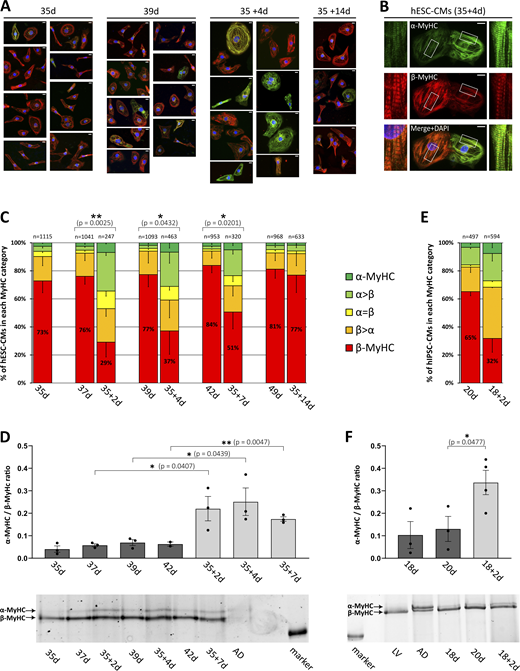 Analysis of myosin isoform expression in replated hPSC-CMs. hESC-CMs or hiPSC-CMs were cultivated for indicated days on laminin-coated glass coverslips or replated on day 35 or day 18, respectively, and further cultivated for indicated days. (A) Myosin isoform expression was analyzed in hESC-CMs by single-cell immunofluorescence (IF) using specific antibodies against α- (green) and β-MyHC (red). Nuclei were stained with DAPI (blue). Scale bars: 10 μm. (B) Single-cell IF analysis showing replated hESC-CMs from 35 + 4 d with mixed α- and β-MyHC expression with insets (white squares) demonstrating a detailed view of sarcomeric staining as relevant for classification (see below). Scale bars: 10 μm. (C) Single-cell IF analysis of myosin expression in hESC-CMs. The fractions of cells in the different categories (see Materials and methods) are shown as the percentage of the total number of cells analyzed (n, set to 100%) for each time point. Mean ± SD; indicated number of cells (n) were obtained from six individual coverslips derived from three differentiations; P values: exclusively β-MyHC expressing cells. (D) MyHC isoforms were separated by SDS-PAGE and the ratio of α-MyHC/β-MyHC expression in hESC-CMs was determined densitometrically. Mean ± SEM; n = 3 individual coverslips from three differentiations. Representative SDS-PAGE gel with samples from human right atrium (AD) as indicated; molecular weight marker: 200 kD. (E) Myosin isoform expression was analyzed in hiPSC-CMs by single-cell IF using specific antibodies against α- and β-MyHC. The fractions of cells in the different categories (see Materials and methods) are shown as a percentage of the total number of cells analyzed (n, set to 100%) for each time point. Mean; two coverslips derived from one differentiation. (F) MyHC isoforms were separated by SDS-PAGE and the ratio of α-MyHC/β-MyHC expression in hiPSC-CMs was determined densitometrically. Mean ± SEM; n = 3 or 4 individual coverslips from one differentiation. Representative SDS-PAGE gel, with samples from the human right atrium (AD) and left ventricle (LV) as indicated; molecular weight marker: 200 kD. Source data are available for this figure: SourceData F4.