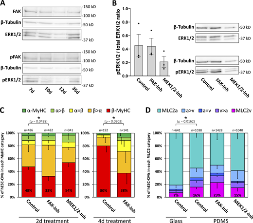 β-MyHC expression is reduced by inhibition of FAK. (A) Western blot analysis of FAK and ERK1/2-MAPK expression and phosphorylation in hESC-CMs grown for indicated days on laminin-coated glass coverslips. Representative blot, with β-tubulin serving as a loading control. (B) Western blot analysis of ERK1/2-MAPK phosphorylation in 35 d hESC-CMs grown on Matrigel-coated PDMS treated with or without 5 μM FAK-inhibitor 14 (FAK-Inh) or 10 μM MEK1/2 inhibitor U0126 (MEK1/2-Inh) for 2 d. The ratio of phospho/total ERK1/2-MAPK expression was determined densitometrically. Mean ± SEM; n = 3 individual coverslips from one differentiation. Representative blot, with β-tubulin serving as a loading control. (C) Myosin isoform expression was analyzed by single-cell IF using specific antibodies against α-MyHC and β-MyHC in hESC-CMs grown on laminin-coated glass coverslips treated with or without 5 μM FAK-inhibitor 14 (FAK-Inh) or 10 μM MEK1/2 inhibitor U0126 (MEK1/2-Inh) from day 7 on for 2 or 4 d. The fractions of cells in the different indicated categories (see Materials and methods) are shown as a percentage of the total number of cells analyzed (n, set to 100%, from three coverslips derived from one differentiation; P values: exclusively β-MyHC expressing cells. (D) hESC-CMs were grown for 35 d on laminin-coated glass coverslips or on Matrigel-coated PDMS and treated with or without 5 µM FAK-inhibitor 14 (FAK-Inh) or 10 μM MEK1/2 inhibitor U0126 (MEK1/2-Inh) for 2 d as indicated. MLC2 isoform expression was analyzed by single-cell IF using specific antibodies against MLC2v and MLC2a. The fractions of cells in the different categories (see Materials and methods) are shown as a percentage of the total number of cells analyzed (n, set to 100%, from three coverslips derived from one differentiation; P values: exclusively MLC2v expressing cells). Source data are available for this figure: SourceData F7. Refer to the image caption for details.