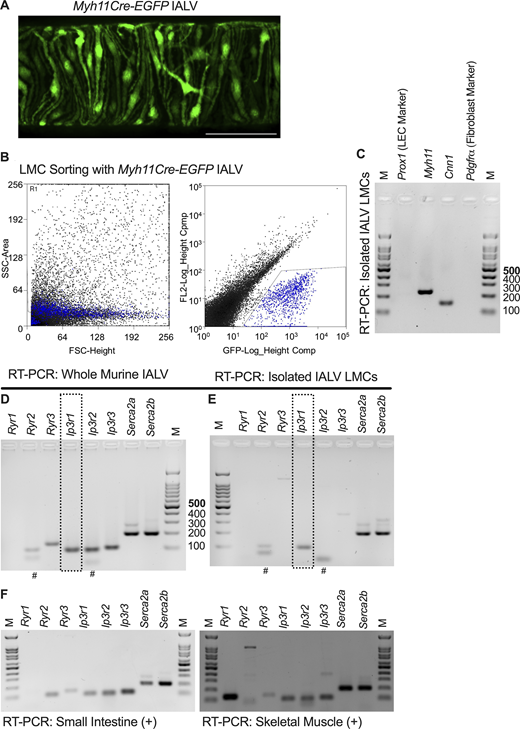 Expression of SR Ca2+channels in IALVs lymphatic muscle cells. (A) Lymphatic muscle cells in the Myh11Cre-EGFP mouse express EGFP and wrap circumferentially around the vessel wall. The scale bar is 100 µm. (B) Digestion of the IALVs from Myh11Cre-EGFP mice into single cells and sorting of the GFP+ lymphatic muscle population. (C and D) Gel electrophoresis of the RT-PCR of the SR Ca2+ channels in (C) whole IALVs and (D) sorted LMCs from B. (E) FACs-purified LMC identity was confirmed via RT-PCR for the lymphatic muscle cell markers Myh11 and calponin (Cnn1) and lack of expression of the lymphatic endothelial cell marker Prox1 and the fibroblast marker PDGFRα. FACs and RT-PCR were conducted in three independent experiments with four mice. For two of the experiments, both the left and right IALV were pooled from a single male mouse while a third experiment included both IALVs pooled from two female mice. (F) Small intestine and skeletal muscle served as positive controls for the primers. Each image is a single gel. # indicates apparent primer dimer presence. Source data are available for this figure: SourceData F1. Refer to the image caption for details.