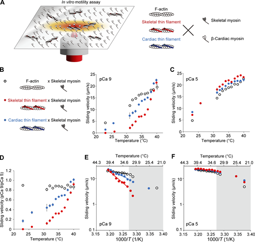 Thermal activation of F-actin, fast skeletal thin filaments, and cardiac thin filaments on fast skeletal myosin in an in vitro motility assay. (A) Schematic illustration showing the experimental system. Actin filaments (F-actin) or reconstituted skeletal or cardiac thin filaments interacted with skeletal or β-cardiac myosin treated on the glass coverslip in the absence (pCa 9) or presence (pCa 5) of Ca2+ (as shown on right). Temperature was increased by IR laser irradiation (from the baseline temperature of 23°C up to 40°C), inducing filament movements in various directions. The periods of heating were 2 and 10 s for skeletal and β-cardiac myosin, respectively. (B) Relationship between temperature and the sliding velocity of F-actin (black open circles), skeletal thin filaments (red closed circles), or cardiac thin filaments (blue closed circles) on skeletal myosin at pCa 9. n = 786, 684, and 665 for F-actin, skeletal thin filaments, and cardiac thin filaments, respectively. Data expressed as mean ± SEM. (C) Same as in B at pCa 5. n = 1,453, 1,296, and 1,442 for F-actin, skeletal thin filaments, and cardiac thin filaments, respectively. (D) Graph comparing the sliding velocity ratios at pCa 9/pCa 5 for F-actin, skeletal thin filaments, and cardiac thin filaments over the range of temperature. Data expressed as mean ± SEM. (E) Arrhenius plot for the sliding velocity of F-actin, skeletal thin filaments, and cardiac thin filaments at pCa 9. T, absolute temperature. Average values from B were used. Sliding velocity (V) is expressed in logarithm. F-actin: V = 1.09 × 106 exp (−2.85 × 104/RT) (r2 = 0.95). Skeletal thin filaments: V = 2.30 × 1029 exp (−1.68 × 105/RT) (r2 = 0.98). Cardiac thin filaments: V = 1.27 × 1017 exp (−9.43 × 104/RT) (r2 = 0.97). Q10, 1.4, 8.2, and 3.3 for F-actin, skeletal thin filaments and cardiac thin filaments, respectively. (F) Same as in E for F-actin, skeletal thin filaments, and cardiac thin filaments at pCa 5. Average values from C were used. F-actin: V = 8.15 × 105 exp (−2.73 × 104/RT) (r2 = 0.97). Skeletal thin filaments: V = 2.11 × 10 exp (−1.76 × 104/RT) (r2 = 0.80). Cardiac thin filaments: V = 3.86 × 104exp (−1.94 × 104/RT) (r2 = 0.90). Q10, 1.4, 1.2, and 1.3 for F-actin, skeletal thin filaments and cardiac thin filaments, respectively. Data obtained below 32°C (shown in the grey region) were not employed for the fitting in E and F. See Tables S1, S2, and S3 for details. Refer to the image caption for details.