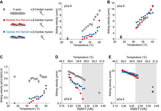 Thermal activation of F-actin, fast skeletal thin filaments, and cardiac thin filaments on β-cardiac myosin in an in vitro motility assay. (A) Relationship between temperature and the sliding velocity of F-actin (black open squares), skeletal thin filaments (red closed squares), and cardiac thin filaments (blue closed squares) on β-cardiac myosin at pCa 9. Temperature was increased from the baseline of 23°C by IR-laser irradiation for 10 s. n = 545, 354, and 720 for F-actin, skeletal thin filaments, and cardiac thin filaments, respectively. Data expressed as mean ± SEM. (B) Same as in A at pCa 5. n = 931, 1,121, and 872 for F-actin, skeletal thin filaments, and cardiac thin filaments, respectively. (C) Graph comparing the sliding velocity ratios at pCa 9/pCa 5 for F-actin and skeletal thin filament over the range of temperature. Data expressed as mean ± SEM. (D) Arrhenius plot for the sliding velocity of F-actin, skeletal thin filaments, and cardiac thin filaments at pCa 9. T, absolute temperature. Average values from A were used. Sliding velocity (V) is expressed in logarithm. F-actin: V = 5.25 × 1017 exp (−1.00 × 105/RT) (r2 = 0.98). Skeletal thin filaments: V = 1.43 × 1046 exp (−2.72 × 105/RT) (r2 = 0.95). Cardiac thin filaments: V = 2.00 × 1022 exp (−1.30 × 105/RT) (r2 = 0.88). Q10, 3.5, 30, and 5.1 for F-actin, skeletal thin filaments, and cardiac thin filaments, respectively. (E) Same as in D for F-actin, skeletal thin filaments, and cardiac thin filaments at pCa 5. Average values from B were used. F-actin: V = 1.57 × 1016 exp (−9.09 × 104/RT) (r2 = 0.99). Skeletal thin filaments: V = 6.57 × 1013 exp (−7.66 × 104/RT) (r2 = 0.99). Cardiac thin filaments: V = 3.76 × 106 exp (−3.37 × 104/RT) (r2 = 0.89). Q10, 3.1, 2.6, and 1.5 for F-actin, skeletal thin filaments, and cardiac thin filaments, respectively. Data obtained below 32°C (shown in the gray region) were not employed for the fitting in D and E. See Tables S4, S5, and S6 for details. Refer to the image caption for details.