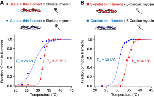 Fraction of mobile filaments upon IR laser irradiation at pCa 9. (A) Relationship between temperature and the fraction of mobile skeletal thin filaments (red closed circles) or cardiac thin filaments (blue closed circles) on skeletal myosin. Regression analysis was performed based on the Hill equation (see Materials and methods). The T50 values were 32.5°C and 28.5°C for skeletal and cardiac thin filaments, respectively. (B) Relationship between temperature and the fraction of mobile skeletal thin filaments (red closed squares) or cardiac thin filaments (blue closed squares) on β-cardiac myosin. The T50 values were 34.1°C and 30.3°C for skeletal and cardiac thin filaments, respectively. See Table S7 for details. Refer to the image caption for details.