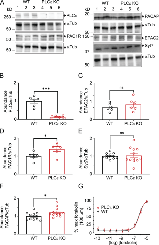 Protein expression and cAMP production in the PLCε KO. (A) Western blotting of selected proteins. Lanes 1–3 correspond to WT glands while lanes 4–6 correspond to PLCε KO (referred to below as KO) glands. Each lane is a biological replicate. (B–F) Abundance of PLCε, PAC1R, PACAP, Epac2, and Syt7 relative to α tubulin was measured in WT and PLCε KO medullae. Relative abundance of proteins in WT or KO medullae: PLCε in WT = 1.0 ± 0.11, PLCε in KO = 0.14 ± 0.026; PAC1R in WT = 1.0 ± 0.092; PAC1R in KO = 1.4 ± 0.14; PACAP in WT = 1.0 ± 0.1, PACAP in KO = 1.2 ± 0.1; α tubulin in WT = 1.0 ± 0.045; α tubulin in KO = 0.9 ± 0.057; Epac2 in WT = 1.0 + 0.13, Epac2 in KO = 1.2 ± 0.21; Syt7 in WT = 1.0 ± 0.042, Syt7 in KO = 1.0 ± 0.13. Statistical differences assessed using the t test with Welch’s correction. PLCε WT vs. KO, P = 0.0004 (n = 6); PAC1R WT vs. KO, P = 0.04 (n = 6); PACAP WT vs. KO, P = 0.03 (n = 12); α tubulin WT vs. KO, P = 0.2 (n = 12); Epac2 WT vs. KO, P = 0.4 (n = 6); Syt7 WT vs. KO, P = 0.8 (n = 12). (G) cAMP production as a function of forskolin concentration. Assay was performed three separate times using fresh adrenal lysate from WT or PLCε KO mice. Data points represent means ± SEM. Source data are available for this figure: SourceData F8. Refer to the image caption for details.