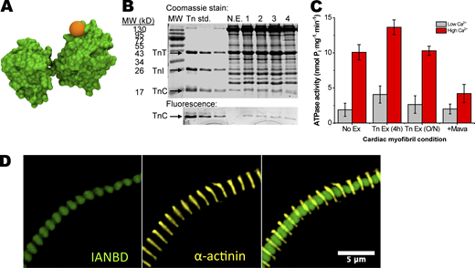 IANBD-cTnCT53Cexchange into skinned cardiac porcine myofibrils. IANBD-cTnCT53C is properly incorporated into myofibrils without loss of function. (A) Structure of cTnC (PDB accession no. 4Y99). Orange ball represents the IANBD probe covalently attached to residue 53. (B) 18% SDS-PAGE gel showing: molecular weight markers (MW, lane 1), dilutions of Tn containing IANBD-cTnCT53C used for exchanges (Tn standard, lanes 2–4), non-exchanged myofibrils (N.E., lane 5), and four separate exchanges of Tn containing IANBD-cTnCT53C into myofibrils (1–4, lanes 6–10). The top image (Coomassie stain) shows the gel stained with Coomassie Blue to visualize total protein. The bottom image (fluorescence) is the region of the gel containing cTnC imaged for fluorescence signal. The level of IANBD-cTnCT53C incorporation was calculated using ratios of the labeled protein IANBD-cTnCT53C (bottom gel: fluorescent cTnC) to total cTnC (top gel: cTnC). Specifically, troponin (Tn) with IANBD-TnCT53C, prior to exchange, was used to determine the fluorescence/Coomassie ratio for cTnC in the input labeled Tn (Tn standard lanes). Ratios of fluorescence/Coomassie intensities of cTnC for 4 (1–4) exchanges were compared with the input labeled Tn to obtain the level of exchange. (C) Myosin ATPase activity (nmol of Pi released·mg−1 of myofibrillar protein·min−1) at low and high Ca2+ was similar for no exchange (No Ex., i.e., mock incubation) and Tn exchange (Tn Ex., i.e., containing IANBD-cTnCT53C) for 4 h or overnight (O/N) incubations. Following exchange (4 h), 100 μM Mava (+Mava) treatment reduced ATPase activity. N = 2, n = 6. (D) Fluorescence microscopy images of IANBD-cTnCT53C–exchanged myofibrils (100× objective). Image of a single myofibril with filters showing IANBD-TnCT53C (green), α-actinin antibody (yellow), and overlay show proper localization of exchanged IANBD-cTnCT53C. Source data are available for this figure: SourceData F1. Refer to the image caption for details.