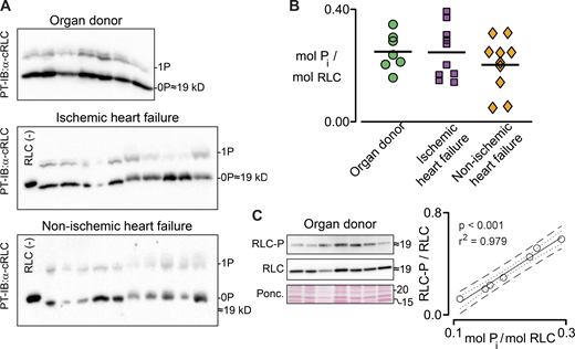 Figure 6. Refer to the image caption for details.