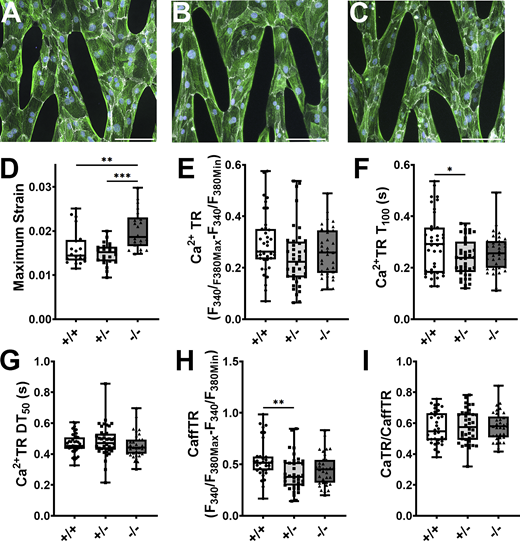 Effect of cMyBP-C ablation on strain and Ca2+-handling properties in hiPSC-CM plated on micropatterns. (A–C) Images of cMyBP-C+/+ (A), cMyBP-C+/− (B), and cMyBP-C−/− (C) hiPSC-ECT immune-stained for α-actinin (green fluorescence) and β-catenin (white fluorescence). (D–I) Box and whisker plots of maximum strain produced (D); cytoplasmic Ca2+-transient amplitude as estimated by the ∆F340/F380 ratio (Ca2+TR; E); time to Ca2+-transient peak (Ca2+T100; F); time from Ca2+-transient peak to 50% decay (Ca2+DT50; G); cytoplasmic Ca2+-transient amplitude following caffeine administration as estimated by the ∆F340/F380 ratio (CaffTR; H); and fractional SR Ca2+ release as estimated by the Ca2+TR/CaffTR ratio (H). n ≥ 21 biological replicates; *P < 0.05; **P < 0.01; ***P < 0.001 as calculated by one-way ANOVA with Tukey’s multiple comparisons test; see Table S4 for specific P values.