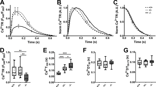 Effect of cMyBP-C ablation on Ca2+handling in hiPSC-ECT. (A and B) Absolute (A) and normalized (B) averaged Ca2+ transient (Ca2+TR) traces in day 40–54 cMyBP-C+/+ (broken traces), cMyBP-C+/− (grey traces), and cMyBP-C−/− (black traces) hiPSC-ECTs loaded with Fura2-AM. (C) Normalized average traces focusing on the time from Ca2+ peak to 50% Ca2+-transient decay (Ca2+DT50). (D–G) Box and whisker plots of cytoplasmic Ca2+-transient amplitude as estimated by the ∆F340/F380 ratio (Ca2+TR; D); time to Ca2+-transient peak (Ca2+T100; E); time from Ca2+-transient peak to 50% decay (Ca2+DT50; F) and time from 50 to 75% Ca2+-transient decay (Ca2+DT50-75; G) in hiPSC-ECT. All experiments were performed at 37°C with pacing at 1.5 Hz. n ≥ 11 biological replicates; *P < 0.05; **P < 0.01; ***P < 0.001 as calculated by one-way ANOVA with Tukey’s multiple comparisons test; see Table S7 for specific P values. Refer to the image caption for details.