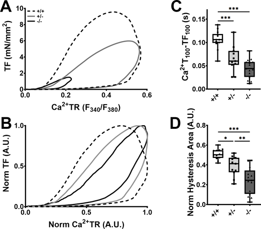 Effect of cMyBP-C ablation on the Ca2+–force relationship in hiPSC. (A and B) Averaged absolute (A) and normalized (B) twitch force (TF) vs. Ca2+ transient (Ca2+TR) hysteresis loop traces in day 40–54 cMyBP-C+/+ (broken traces), cMyBP-C+/− (grey traces), and cMyBP-C−/− (black traces) hiPSC-ECTs loaded with Fura2-AM (concurrent TF and Ca2+ measurements). (C and D) Box and whisker plots of the time interval from Ca2+ transient (Ca2+T100) peak to twitch force peak (CT100; C) and normalized hysteresis areas (D) in hiPSC-ECT. TF and Ca2+TR in B and D were normalized by expressing them as TF/TFmax and (F340/F380)/(F340/F380)Max. All experiments were performed at 37°C with pacing at 1.5 Hz. n ≥ 11 biological replicates; *P < 0.05; **P < 0.01; ***P < 0.001 as calculated by one-way ANOVA with Tukey’s multiple comparisons test; see Table S7 for specific P values.