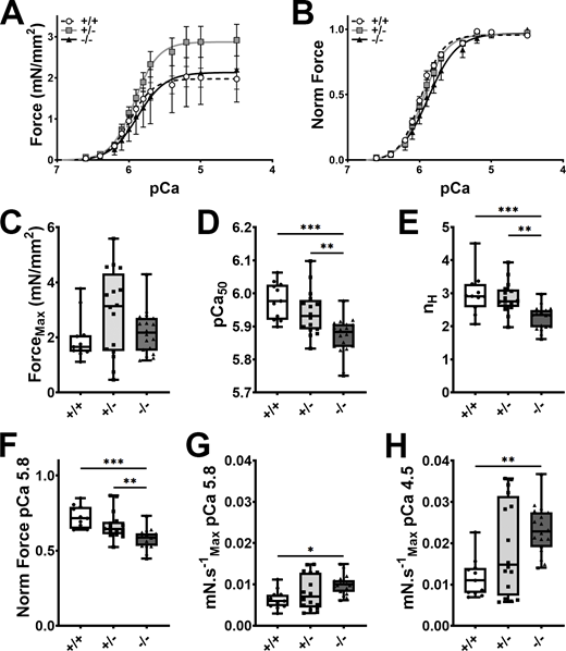 Effect of cMyBP-C ablation on myofilament Ca2+sensitivity in hiPSC-ECT. (A and B) Averaged absolute (A) and normalized (B) pCa vs. force traces in detergent permeabilized cMyBP-C+/+ (broken traces), cMyBP-C+/− (grey traces), and cMyBP-C−/− (black traces) hiPSC-ECTs. (C–H) Box and whisker plots of maximum Ca2+-activated force produced (C), pCa50 (D), and Hill coefficient (E), force at pCa 5.8 expressed as a fraction of maximum Ca2+-activated force (F), and the maximum velocities of force regeneration at pCa 5.8 (G) and pCa 4.5 (H). All experiments were performed at 37°C. n ≥ 11 biological replicates; *P < 0.05; **P < 0.01; ***P < 0.001 as calculated by one-way ANOVA with Tukey’s multiple comparisons test; see Table S8 for specific P values.