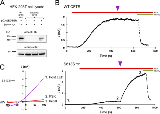 CFTR gating requires S813 phosphorylation. (A) Western blot using the CFTR C-terminal antibody ab596 showing specific encoding of caged serine at position S813TAG. The WT sample was diluted 1:4 for comparison to the S813 condition. pCAGEDSER refers to the plasmid encoding the tRNA and synthetase, whereas Sercage AA indicates the addition of the caged serine amino acid. (B) Whole-cell WT CFTR current elicited by 10 μM forskolin (FSK) and plotted at +80 mV. The purple arrowhead indicates 250 ms of LED exposure. (C) IV curves (left) and plotted current of whole-cell S813Scage CFTR current over time (right). Conditions correspond to 1: initial, 2: after forskolin addition, and 3: post-light pulse exposure. n = 3 experimental replicates for both WT and S813Scage variants; quantification in Fig. 6 and Table 1. Unlike WT CFTR, S813Scage CFTR current was highly potentiated by the pulse of light. Source data are available for this figure: SourceData F2.