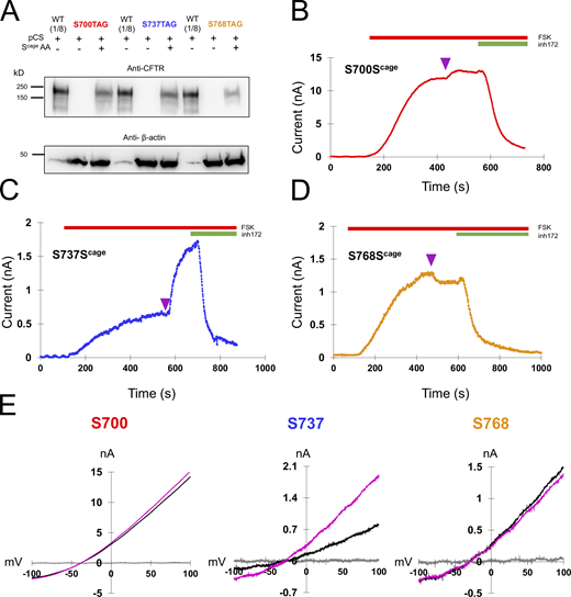Decaging of middle sites in the R domain yield fast, diverse functional effects. (A) Western blot showing the specific rescue of S700TAG, S737TAG, and S768TAG-CFTR with caged serine via pCAGEDSER (pCS) synthetase. The WT CFTR lysate was diluted 1:8 to compare with rescued samples. (B–D) Representative traces of HEK cells expressing CFTR channels with caged serine encoded at S700, S737, or S768, with decaging occurring at plateau (purple arrowhead). n = 3 experimental replicates for each variant; quantification in Fig. 6 and Table 1. (E) IV curves for the individual cells in C–E: gray = initial, black = plateau of forskolin, magenta = after light pulse. Source data are available for this figure: SourceData F4.