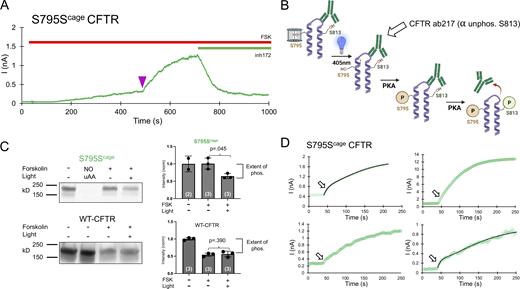 Decaging and phosphorylation of S795 stimulates channel activity via promoting phosphorylation of S813. (A) Representative decaging profile for S795Scage CFTR. Delivery of the 250 ms pulse of LED is indicated as a purple arrowhead. (B) Schematic explanation of whole-dish photochemistry experiment. (C) Left: Western blot using an antibody (CFF ab217) that detects the level of non-phosphorylated S813 motif in the population of CFTR molecules. The lane labeled NO uAA contains lysate from a parallel control transfection without Sercage AA present in media and shows the expected lack of full-length channel expression. Right: Western blot quantification and significance comparing three independent experiments for stimulated conditions. P values are from unpaired Student’s t test, and n is the value of experimental replicates indicated in parentheses. (D) Depiction of decaging interval (250 s total, with 40 s before the light pulse) of the 4 S795Scage experiments. Arrow indicates the location of initial, fast rate of current increase, which varies from prominent (top left, bottom right with fits shown) to subtle (top right, bottom left). Source data are available for this figure: SourceData F5.