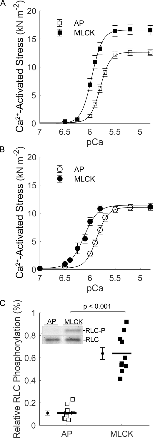 RLC phosphorylation increases Ca2+sensitivity of the stress–pCa relationships. (A and B) Ca2+-activated stress–pCa relationships for myocardial strips from WT (A) and cMyBP-C KO (B) mice with AP or MLCK treatment (mean ± SEM). Lines represent three-parameter Hill fits to the average stress–pCa data. (C) Relative RLC phosphorylation quantification by SYPRO Ruby and Pro-Q Diamond. Inset: Representative gel image for AP and MLCK treatment. The number of biological and technical replicates is listed in Table 1. Source data are available for this figure: SourceData F2. Refer to the image caption for details.