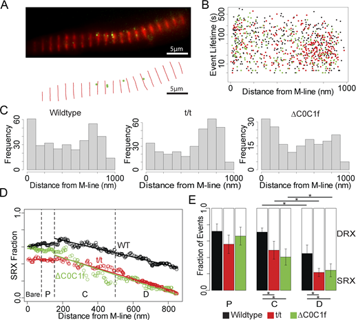 Event localizations and distributions. (A) Top: Combined fluorescence image showing anti-myomesin (red) and BODIPY-ATP (green), combined from 100 s of acquisition. Bottom: X-Y plot of resulting localization data for the same interval. (B) Scatterplot showing distance from M-line and lifetime for each localized event. WT (black), ΔC0C1f (green), and t/t (red). (C) Histograms showing event frequency as a function of distance from the M-line. (D) Fitting the double-exponential model within a sliding window shows a gradient in SRX abundance for all three mouse models. Linear regressions were fitted through data in the bare and P-zones and separately through the C- and D-zones for all three models. Fit parameters are reported in Table S1. (E) Fractions of SRX/DRX events for events when binned by zone with lifetime distribution plots for these results in Fig. S1. * denotes P < 0.05 by KS test. Error bars denote the standard error of the fit. The C-zones of both t/t and ΔC0C1f were significantly different than WT (P = 0.02 and P = 0.01, respectively), as were the D-zones (P = 0.0007 and P = 0.04). D-zone event distributions were significantly different from the C-zone for WT (P = 0.04), t/t (P = 0.04), and ΔC0C1f (P = 0.048). WT events are combined from 13 technical replicates taken from 4 biological replicates. t/t events are combined from 11 technical replicates taken from 4 biological replicates. ΔC0C1f events are combined from 7 technical replicates taken from 3 biological replicates. Refer to the image caption for details.