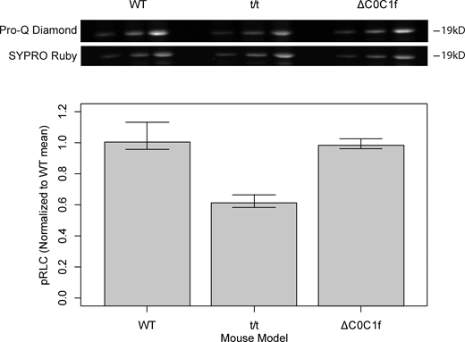 RLC phosphorylation. Top: SDS-PAGE gel was run on myofibril preparations from three mouse models (WT, t/t, and ΔC0C1f) under three loading conditions. The gel was then stained with Pro-Q Diamond (phosphoprotein stain), followed by SYPRO Ruby (total protein stain). Both stains were performed according to the manufacturer’s instructions (Molecular Probes/Invitrogen) and imaged in a Bio-Rad Chemidoc (Bio-Rad Products). Bottom: Fluorescence intensity ratios were determined using Gel Analysis Tools in ImageJ and normalized according to the mean intensity ratio for WT according to (Pro-Q Intensity:SYPRO Intensity)/(WT Pro-Q Intensity:WT SYPRO Intensity). Error bars denote SD. Values shown in the bar chart represent six technical replicates from two biological replicates for each condition. Source data are available for this figure: SourceData FS2. Refer to the image caption for details.
