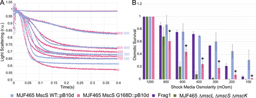 Comparison of MJF465 expressing WT MscS and non-inactivating G168D MscS on plasmids. (A) Stopped-flow traces of WT (n = 9) and G168D (n = 8). (B) Bar graph of osmotic survival shown together with Frag1 and empty MJF465. Statistically significant (P < 0.05) survival values of G168D MscS compared with WT MscS are represented with an asterisk. The full list of all n and P values can be found in Table S1 and legend.