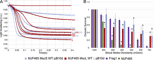 Osmotic shock responses of MJF465 cells expressing either MscS or MscL. (A) Stopped-flow traces comparing the kinetics of osmolyte release with MscS (n = 9) and MscL (n = 4). The numbers on the righthand side of the graph indicate the final shock osmolarity after mixing. (B) Osmotic survival of MJF465-MscS and MJF465-MscL strains in comparison with the positive (Frag1) and negative (MJF465 empty) controls. The data show that MscS alone rescues the triple knockout strain better than MscL alone. Statistically significant (P < 0.05) differences in survival values when compared with the Frag1 strain are represented with an asterisk. The full list of all n and P values can be found in Table S1. Refer to the image caption for details.
