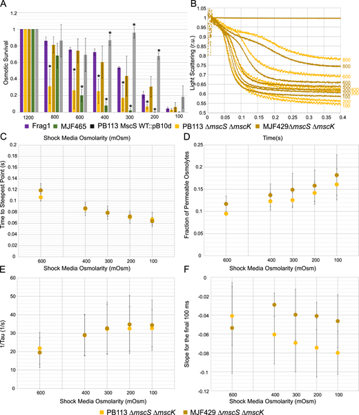 The stopped-flow comparison of two mscL-carrying strains, MJF429 (∆yggB, ∆mscK) and PB113 (∆yggB, ∆mscK, ∆recA). (A) Osmotic survival of the two strains in comparison with the positive (Frag1) and negative (MJF465) controls. Additional data show the rescuing of MJF465 and PB113 by the introduction of WT MscS on a plasmid. Statistically significant (P < 0.05) differences in survival values when compared to the Frag1 strain are represented with an asterisk. The full list of all n and P values can be found in Table S1. (B) The kinetics of light scattering for MJF429 (n = 3) and PB113 (n = 4) illustrating the major difference between the strains in the slope at the end of 0.4 s traces. The numbers on the righthand side of the graph indicate the final shock osmolarity after mixing. (C–F) Parameters extracted from these traces: (C) time to steepest point, (D) fraction of permeable osmolytes, (E) the rate of release, 1/τ, and (F) the slopes at the end of the trace.