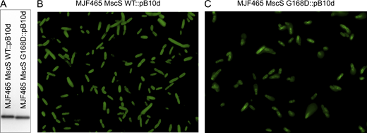 Comparative expression of the plasmid-expressed WT MscS and G168D mutant. (A) Anti-6-His Western blot and (B) immunostaining. Source data are available for this figure: SourceData FS7.