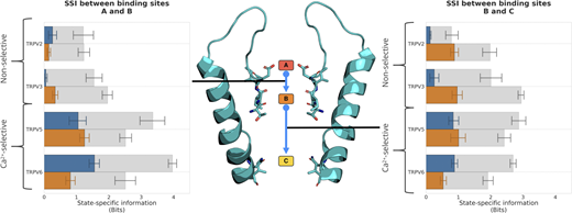 exSSI between ion binding sites quantifies the degree of cooperativity in the knock-on mechanism of cation permeation in TRPV channels. The mean exSSI and SEM between transitions from binding sites A and B (left) and binding sites B and C (right) are shown for Ca2+ (orange) and Na+ (blue) cations in monocationic solutions. For each exSSI, the mean maximum exSSImax and standard error are also shown (gray), and the exSSInorm is reported in Table S5.