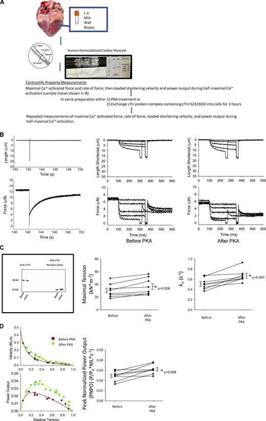 Assessment of reserve capacity of single permeabilized cardiac myocyte preparations from human failing hearts. (A) Illustration of the methods to measure the effects of PKA or phosphorylated cTnI on mechanical properties of single permeabilized cardiac myocytes from failing human hearts. (B) Left: Representative length and force traces during the slack–restretch maneuver. Right: Load clamps to measure force, rate of force, and loaded shortening velocities, respectively, before and after PKA. (C) Top: Western blot staining with either a cTnT ab or phospho 23/24-specific cTnI ab of human failing permeabilized cardiac myocytes before and after treatment with PKA. Bottom: Maximal Ca2+-activated tension and rates of force redevelopment before and after treatment with PKA. (D) Left: Representative force–velocity and power–load curves at submaximal force before and after PKA of a permeabilized myocyte preparation from a human failing heart. Right: Summary data measuring PNPO before and after PKA treatment. Myocyte preparations compared by paired t test (n = 8, biological replicates). Source data are available for this figure: SourceData F1.