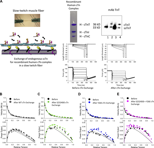 PNPO of rat single permeabilized slow-twitch skeletal muscle fibers before and after exchange of human cardiac Tn complex. (A) Top left: Slow-twitch fiber attachment photomicrograph and illustration of Tn exchange protocol. Top right: Coomassie-stained gel of recombinant human cardiac Tn complex containing cTnT, cTnI, and cTnC and a Western blot to assess the relative amount of endogenous ssTn compared to exogenous cTn complex after Tn exchange. Lanes 1 and 3: Rat permeabilized slow-twitch fibers that did not undergo Tn exchange. Lanes 2 and 4: Rat permeabilized slow-twitch fibers that underwent Tn exchange. Bottom: Representative length and force traces during the load clamps to measure loaded shortening velocities. (B–E) Representative force–velocity and power–load curves before and after exchange of endogenous ssTn (which lacks the N-terminal TnI phosphorylation site) with recombinant human cardiac Tn complex which contained N-terminal cTnI phosphorylation sites. The WT cTnI has serines at sites 23 and 24, but those sites are not phosphorylated. The Ser23/24Asp (S2323DD) cTnI is PKA pseudo-phosphorylated, while the Tyr26Glu (Y26E) cTnI is non-PKA pseudo-phosphorylated. Source data are available for this figure: SourceData F2.