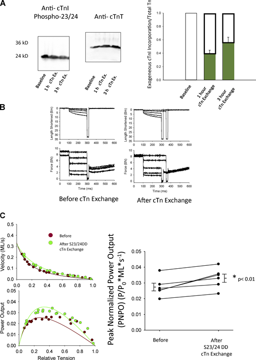 PNPO of human failing permeabilized cardiac myocytes before and after exchange of human cardiac Tn complex containing S2324DD cTnI. (A) Relative assessment of recombinant pseudo-phosphorylated Ser23/24 (DD) cTnI exchanged (for 1 and 3 h) into myocyte preparations from human failing hearts. (B) Representative length and force traces during the load clamps to measure loaded shortening velocities before and after cTn exchange containing cTnI Ser23/24. (C) Representative force–velocity and power–load curves at submaximal force before and after 3 h of cTn exchange with pseudo-phosphorylated cTnI in a permeabilized myocyte preparation from a human failing heart. Right: Summary data measuring PNPO before and after 3 h cTn complex exchange. Myocyte preparations compared by paired t test (n = 6, biological replicates). Source data are available for this figure: SourceData F4.