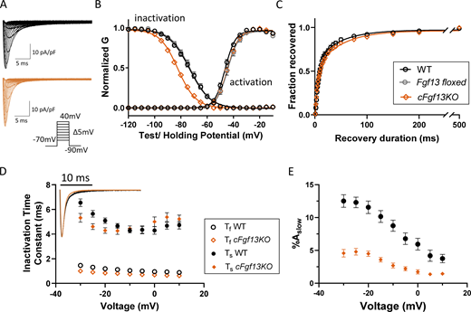 Cardiac-specific deletion of Fgf13 (cFgf13KO) alters inactivation, but not activation, of INain LV myocytes. (A) Representative INa waveforms recorded from LV myocytes isolated from WT (black) and cardiac-specific Fgf13 deletion (cFgf13KO; orange) mice; the voltage-clamp protocol is illustrated below the current records. (B) Mean ± SEM normalized conductances (G) of INa activation and inactivation were plotted as a function of voltage and fitted to single Boltzmann functions (solid lines). There is a marked hyperpolarizing shift in the voltage-dependence of INa inactivation in cFgf13KO (orange) compared with WT (black) LV myocytes (P value <0.001; Table 1), whereas the voltage-dependences of INa activation are indistinguishable in cFgf13KO and WT LV myocytes (P value = 0.12; Table 1). Control experiments revealed that the voltage-dependences of INa activation and inactivation in Fgf13 floxed (grey) LV myocytes are indistinguishable from WT LV myocytes (P values are 0.11 and 0.97, respectively; Table 1). It was not possible, however, to conduct additional control experiments to independently determine if there are any of the previously reported cardiotoxic effects (Pugach et al., 2015) of the prolonged expression of Cre-recombinase in our cFgf13KO mice. (C) Analysis of INa recovery from inactivation, examined using a three-step protocol as described in Materials and methods, reveals that recovery follows a biexponential time course (see Table 1). The decay phases of INa in all WT adult mouse LV myocytes were best fitted with the sum of two exponentials as described in Materials and methods. (D) The mean ± SEM (n = 19) fast (Ƭf) and slow (Ƭs) time constants of INa decay determined in WT cells are plotted as a function of the test potentials in D. As is evident, neither time constant displays any appreciable voltage dependence (P value = 0.26; Table 1). Inset: Overlaying representative INa waveforms recorded from cFgf13KO and WT LV myocytes reveal that current decay is accelerated in cFgf13KO compared with WT cells. Indeed, in 13 (of 26) cFgf13KO LV myocytes, the decay phases of INa were best described by single exponentials characterized (see text near Fig. 1 D citation) by Ƭ values indistinguishable from Ƭf determined in WT cells, i.e., the slow component of INa decay was undetectable in these 13 cells. For the remaining 13 (of 26) cFgf13KO LV myocytes, INa decay was well described by two exponentials, with Ƭf and Ƭs values similar to those determined in WT cells at all test potentials (see values in Table S2). (E) The mean ± SEM fractional amplitudes of the slow component of INa decay (%Aslow) in these (13 of 26) cFgf13KO LV myocytes, however, were significantly lower than those determined in WT cells at all test potentials (see values in Table S2).