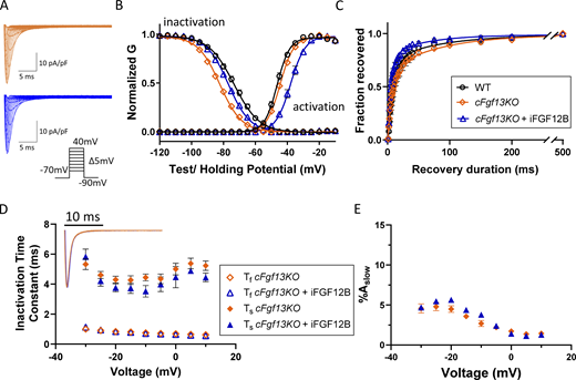 Expression of iFGF12B in cFgf13KO LV myocytes alters the voltage-dependence of INaactivation and inactivation. (A) Representative INa waveforms recorded from cFgf13KO LV myocytes without (orange) and with (blue) iFGF12B expression; the voltage-clamp protocol is illustrated below the current records. (B) The expression of iFGF12B in cFgf13KO LV myocytes resulted in depolarizing shifts in INa activation and inactivation (blue) compared with cFgf13KO LV myocytes (orange; P values are <0.001 for both G-V activation and inactivation; Table 1). (C) Expression of iFGF12B in cFgf13KO LV myocytes also accelerated INa recovery from inactivation compared with the currents in both WT and cFgf13KO LV myocytes (P value = 0.04; Table 1). (D) The decay phases of the currents in cFgf13KO cells expressing iFGF12B (blue), however, are indistinguishable from cFgf13KO (orange) LV myocytes (inset). In addition, in 13 (of 19) cFgf13KO + iFGF12B-expressing LV myocytes, the decay phases of INa were best described by single exponentials with Ƭ values indistinguishable from Ƭf determined in WT cells, i.e., the slow component of INa decay was undetectable in these 13 cells. In the remaining (6 of 19) cFgf13KO + iFGF12B-expressing LV myocytes, INa decay was well described by the sum of two exponentials (D) with Ƭf and Ƭs values similar to those in cFgf13KO and WT (Fig. 1 D) cells (see values in Table S2). (E) In addition, the fractional amplitudes of the slow component of INa decay (%Aslow) in cFgf13KO + iFGF12B-expressing LV myocytes are indistinguishable at all test potentials from those determined in cFgf13KO cells (see values in Table S2). Refer to the image caption for details.