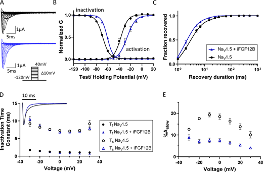 Coexpression of iFGF12B modulates the time- and voltage-dependent properties of NaV1.5-encoded currents in Xenopus oocytes. (A) Representative human NaV1.5-encoded (INa) waveforms recorded from Xenopus oocytes expressing NaV1.5 alone (black) or together with iFGF12B (blue); the voltage-clamp protocol is illustrated below the current records. (B) The mean ± SEM normalized conductance-versus-voltage plots reveal marked depolarizing shifts in the voltage-dependences of activation and inactivation of the currents with iFGF12B coexpression (blue), relative to NaV1.5 expressed alone (black; P values are 0.012 and <0.001, respectively; Table 2). (C) The rate of INa recovery from inactivation is also accelerated with iFGF12B coexpression (P value = 0.04; Table 2). (D and E) Inset: Overlaying representative INa waveforms, recorded on membrane depolarizations to −20 mV, illustrates the difference in the decay phases of the currents recorded from Xenopus oocytes expressing NaV1.5 alone (black) or NaV1.5 with iFGF12B (blue). Analyses of the decay phases of the currents revealed that the time constants of the fast and slow components of INa decay (Ƭf and Ƭs, respectively; D) are indistinguishable in the absence and the presence of iFGF12B, whereas the fractional amplitude of the slow component of current decay (%Aslow; E) was reduced markedly with iFGF12B coexpression at all test potentials (see values in Table S3).