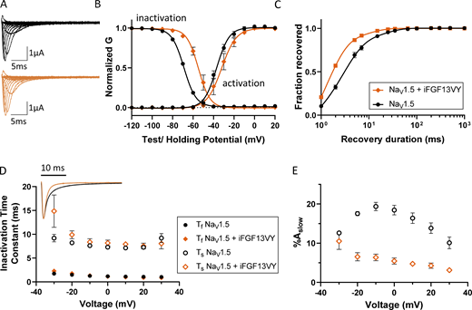 Coexpression of iFGF13VY affects the voltage dependence of steady-state inactivation and the inactivation kinetics of NaV1.5-encoded currents in Xenopus oocytes. (A) Representative INa waveforms recorded from Xenopus oocytes expressing NaV1.5 alone (black) or with iFGF13VY (orange); the voltage-clamp protocol is illustrated below the current records. (B) The mean ± SEM conductance versus voltage plots reveal marked depolarizing shifts in the voltage dependence of inactivation with iFGF13VY coexpression compared with NaV1.5 expressed alone (P value <0.001; Table 2). The voltage dependence of INa activation, however, is not affected by iFGF13VY (P value = 0.3; Table 2). (C and D) Coexpression of iFGF13VY accelerated INa recovery from inactivation (C; P value <0.001; Table 2) and overlay of representative INa waveforms (D, inset), evoked at −20 mV, illustrates the difference in the decay phases of INa in recordings from Xenopus oocytes expressing NaV1.5 without (black) and with (orange) iFGF13VY. (E) Analyses of the decay phases of the currents revealed that the time constants, Ƭf and Ƭs, of the fast and slow components of INa decay, respectively, (D) are indistinguishable for the currents in the absence and presence of iFGF13VY, whereas the fractional amplitude of the slow component of current decay (%Aslow; E) was reduced markedly with iFGF13VY coexpression at all test potentials (see values in Table S3). Refer to the image caption for details.