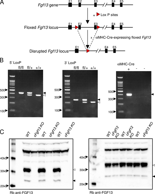 Targeted disruption of the Fgf13 locus and generation/validation of cardiac-specific Fgf13 targeted deletion mice. (A) Schematics of the endogenous Fgf13 locus (top), located on the X chromosome, and the floxed Fgf13 locus (middle). Following sequencing of the first and second generation of offspring, heterozygous Fgf13 floxed (Fgf13fl/+) female mice and hemizygous Fgf13 floxed (Fgf13fl/y) male mice were crossed to also generate homozygous Fgf13 floxed (Fgf13fl/fl) females. The Fgf13fl/y and Fgf13fl/fl animals were then crossed with transgenic mice expressing Cre recombinase driven by the cardiac-specific α-MHC promoter. Crossing the Cre recombinase positive, hemizygous floxed male (Fgf13fl/y) offspring with Fgf13fl/fl females (or Cre recombinase heterozygous Fgf13fl/+ females with Fgf13fl/y males) provided cardiac-specific Fgf13 targeted deletion hemizygous male and homozygous female animals, referred to collectively here as cardiac-specific Fgf13 knockouts, cFgf13KO. Three sets of primers were employed to detect the 5′ LoxP site, the 3′ LoxP site, and the α-MHC-driven Cre-recombinase (see Materials and methods). (B) Representative results from PCR analyses of homozygous Fgf13fl/fl, heterozygous Fgf13fl/+, and WT (+/+) female mice using primers targeting the 5′ LoxP site (left) and the 3′ LoxP site (middle) are shown. Further screening of these animals with primers to the α-MHC–Cre-recombinase transgene identified Cre recombinase positive animals (right). (C) Western blot analyses confirmed loss of iFGF13 protein expression. Protein lysates (1 µg), prepared from WT, cFgf13KO, and Fgf12 targeted deletion (Fgf12KO) ventricles, were fractionated, transferred, and membranes were probed with an anti-iFGF13 antibody, as described in Materials and methods. A prominent band at ∼32 kD and a faint band at ∼24 kD were detected with the anti-iFGF13 antibody in the WT (left and right panels) and Fgf12KO (right panel) LV protein samples, whereas these bands were not detected in the cFgf13KO LV samples (left panel), consistent with the elimination of iFGF13 proteins. Source data are available for this figure: SourceData FS1. Refer to the image caption for details.