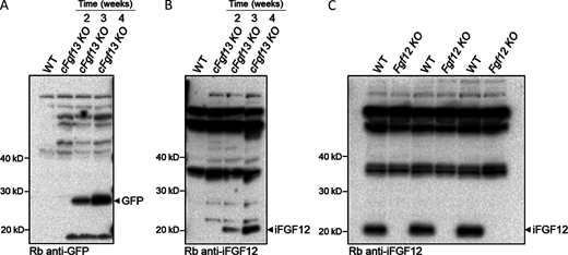 The time-dependence of AAV9-mediated expression of iFGF12B and eGFP in adult mouse LV and the validation of the anti-iFGF12 antibody. (A and B) Western blots of fractionated protein lysates prepared from cFgf13KO ventricles 2, 3, or 4 wk following retro-orbital injections of a 1:1 mixture of the hFGF12B-expressing and eGFP-expressing AAV9 viruses, probed with an anti-EGFP (A) or anti-iFGF12 (B) antibody, as described in Materials and methods. (C) To validate the anti-iFGF12 antibody used in the Western blot in B, protein lysates prepared from WT and Fgf12KO adult mouse left and right atria were fractionated, transferred, and the membranes were probed with an anti-iFGF12 antibody, as described in Materials and methods. A prominent band at ∼20 kD was detected with the anti-iFGF12 antibody in the WT, but not in the Fgf12KO, atrial protein samples, consistent with the elimination of iFGF12 proteins and validating the anti-iFGF12 antibody for Western blot analyses of iFGF12 protein expression. Source data are available for this figure: SourceData FS4. Refer to the image caption for details.
