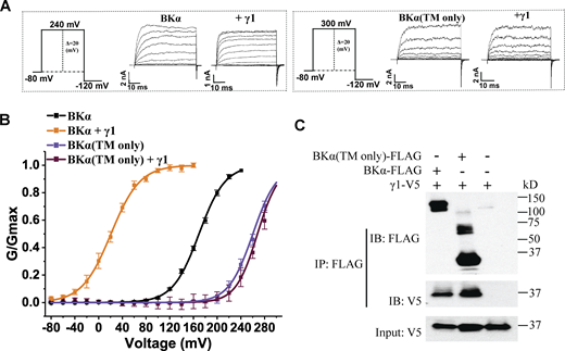 Role of the C-terminal cytosolic region of the BKα subunit for BK channel modulation by the auxiliary γ1 subunit. (A) Representative current traces of BK channels formed by WT (no label) and the TM-only BKα subunit in the absence and presence of the γ1 subunit in response to depolarization of the membrane potential from −80 mV in 20-mV steps. (B) Voltage dependence of BK channel activation for channels formed by WT and the TM-only BKα subunit in the absence and presence of the γ1 subunit. (C) Immunoprecipitation of the γ1 subunit with WT and the TM-only BKα subunit. For all plots of the G/Gmax–voltage (G-V) relationships here and in other figures, the number of repeats (n) used in plotting the individual G-V curve is the same as that of the corresponding data listed in Table 1. Source data are available for this figure: SourceData F1.