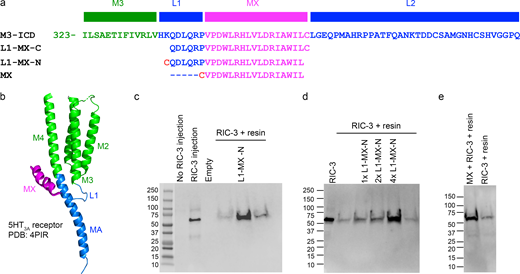 MX segment binds RIC-3. (a) Sequence alignment of L1-MX– and MX-peptides with a partial 5-HT3A sequence (top) consisting of the last 13 amino acids of M3 (green), L1-segment (blue), MX-helix (magenta) and 36 residues of the long L2-loop (blue) that connects with the MA-helix (blue, not shown in a, only in b). L1-MX-C contains a C-terminal Cys, and L1-MX-N and MX contain an N-terminal Cys. (b) Ribbon representation of a single 5-HT3A subunit indicating L1 and MX and other named peptide segments within the transmembrane and intracellular domains (PDB ID 4PIR; Hassaine et al., 2014). (c and d) Eluates of resin-linked peptide pull-downs of RIC-3. Western blot images show RIC-3 expressed in oocytes and control (no RIC-3 injection). Eluates from resin alone show the presence of a minor amount of RIC-3, whereas eluates from resin covalently linked with L1-MX-N peptide show prominent RIC-3 bands. 1×, 2×, and 4× indicate increasing peptide to resin ratios. Eluates from four independent pull-down experiments are presented in lane #6 of c, L1-MX-N, and in lanes #3, 4, and 5 of d, 1× L1-MX-N, 2× L1-MX-N, and 4× L1-MX-N; data shown here are technical replicates that used the same batch of L1-MX-N peptide and RIC-3 extracted from the same batch of n = 84 Xenopus oocytes. For biological replicates of L1-MX and RIC-3 assay, n ≥ 5 were obtained, which used RIC-3 from five different batches of Xenopus oocytes and three different batches of L1-MX peptides purchased from two different companies. (e) Eluate from MX-linked resin yields RIC-3 band; data shown here is the representative of n = 3 biological replicates, where RIC-3 was extracted from three different batches of Xenopus oocytes. Source data are available for this figure: SourceData F2.