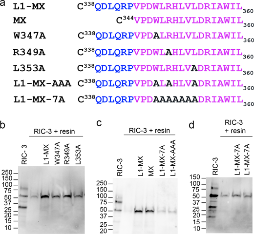 Ala substitutions at conserved residues disrupt RIC-3 interaction. (a) Sequence of L1-MX and MX peptides, and single and multiple site substitution peptides W347A, R349A, L353A, L1-MX-AAA, and L1-MX-7A. (b) Single-site substitution peptides W347A, R349A, or L353A in the MX helix preserve interaction with RIC-3, albeit with potentially altered affinity based on band intensities. (c and d) Multiple Ala substitutions in L1-MX-AAA and L1-MX-7A (two technical replicates) disrupt the interaction with RIC-3. RIC-3 band intensities are comparable to Cys-capped resin background. Data shows representative replicates of n ≥ 2 biological replicates and n ≥ 3 technical replicates; for L1-MX-AAA and RIC-3 assay, RIC-3 was extracted from a batch of 159 oocytes with n = 4 technical replicates. Source data are available for this figure: SourceData F3. Refer to the image caption for details.