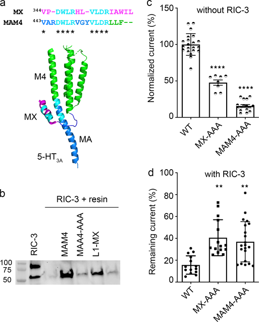 A duplicated RIC-3 binding motif at the MA–M4 transition mirrors the effects observed for the MX-segment RIC-3 site. (a) Duplicated RIC-3 binding motif, DWLRxxxVLDR, depicted on the cartoon structure of 5-HT3A transmembrane and intracellular domains: two amino acid clusters (cyan) consisting of Asp, Trp, Leu, Arg (DWLR) and Val, Leu, Asp, Arg (VLDR), respectively, are present in both MX-helix and straddling the MA–M4 helices. (b) Triple Ala substitution at residues W447, R449, and L454 of the MAM4 peptide reduces the RIC-3 band intensity to background levels. (c) Serotonin-induced current amplitudes for AAA substitutions normalized to WT currents show significantly reduced amplitudes as compared to WT 5-HT3A receptor; biological replicates n = 21 for WT, n = 8 for MX-AAA, n = 16 for MAM4-AAA. (d) Remaining 5-HT current for each construct in the presence of RIC-3. AAA substitutions lead to less decreased currents with RIC-3 co-expression as compared to WT; biological replicates n = 14 for WT, n = 15 for MX-AAA, n = 21 for MAM4-AAA. Statistical significance in c and d was determined vs. WT using ordinary one-way ANOVA with Tukey’s post-hoc test. Significance is indicated as **** P = 0.000004 (c: MX-AAA vs. MAM4-AAA), **** P = 0.000000000017930 (c: MAM4-AAA vs. WT), ** P = 0.001628 (d: MX-AAA vs. WT), ** P = 0.005000 (d: MAM4-AAA vs. WT). Source data are available for this figure: SourceData F5.